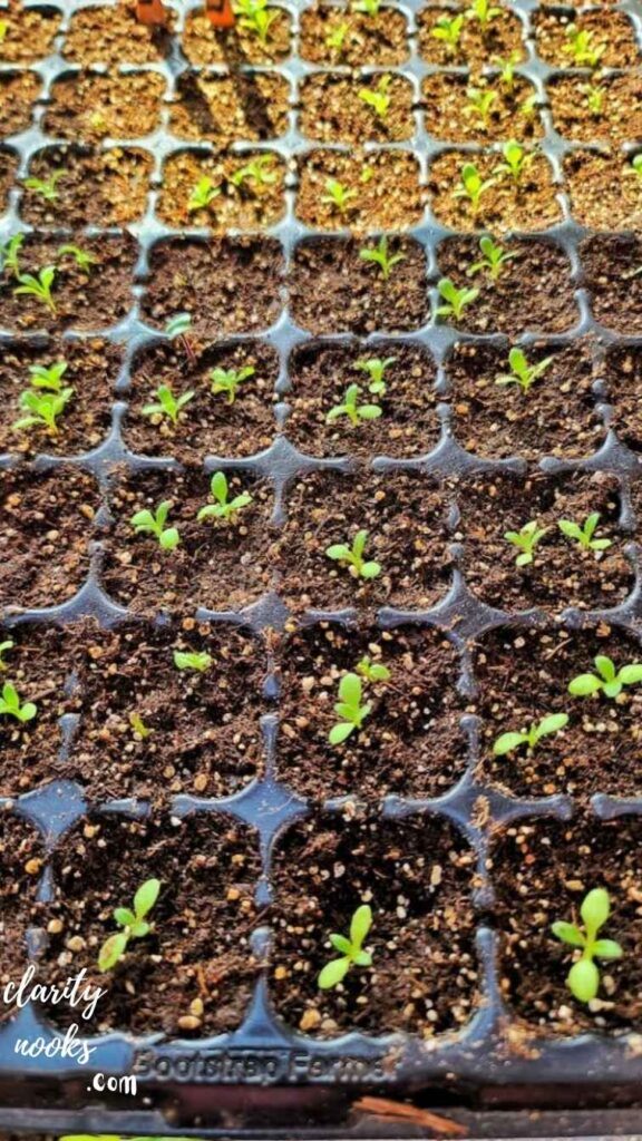 Grow Flowers from Seed for Maximum Savings